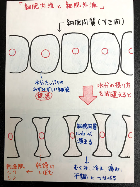 なぜ入浴後に白湯を飲むと効率よく細胞に水分が吸収されるのか?を分かりやすく絵に描いてみました