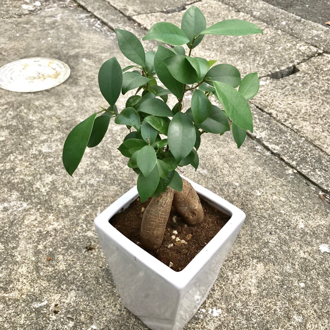 植物を育てて、癒されよう♪